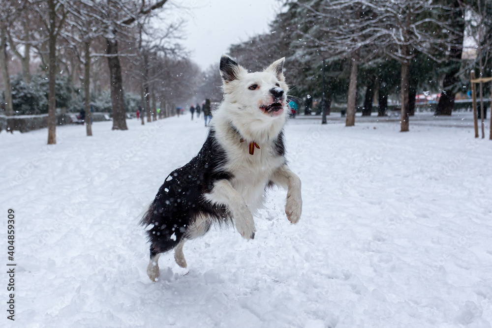Border Collie breed dog playing in the snow after the storm Filomena passed through the capital. Extreme cold. Nevada in Madrid. Filomena storm. Border Collie breed dog playing in the snow after the storm Filomena passed through the capital. Extreme cold. Nevada in Madrid. Filomena storm.
