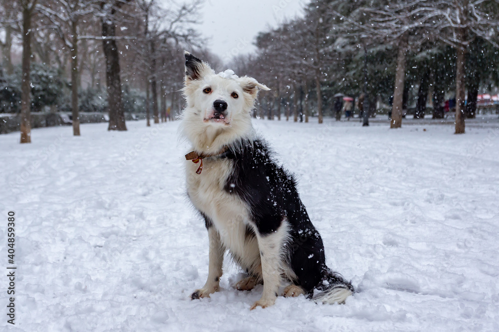 Border Collie breed dog playing in the snow after the storm Filomena passed through the capital. Extreme cold. Nevada in Madrid. Filomena storm. Border Collie breed dog playing in the snow after the storm Filomena passed through the capital. Extreme cold. Nevada in Madrid. Filomena storm.