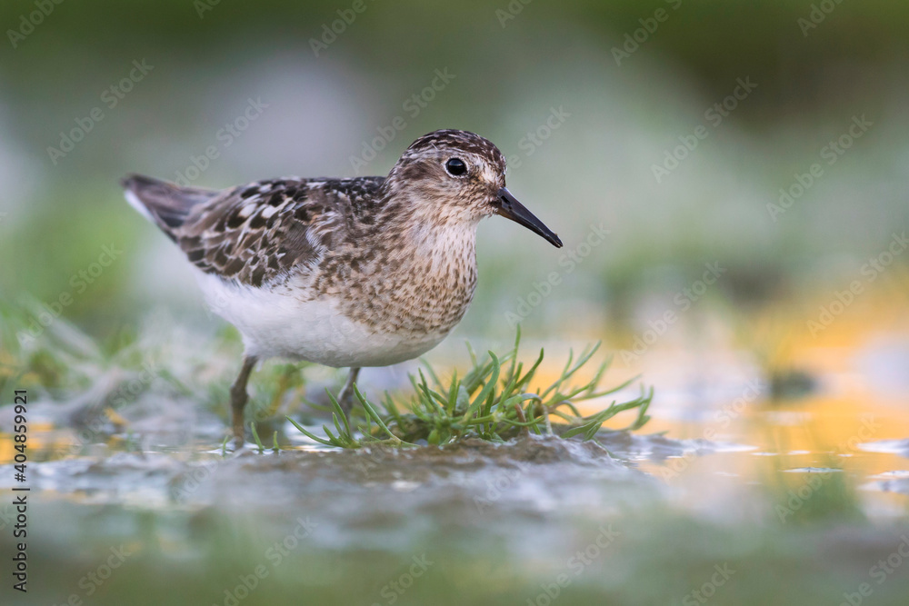 Temmincks Strandloper, Temminck's Stint, Calidris temminckii Temmincks Strandloper, Temminck's Stint, Calidris temminckii