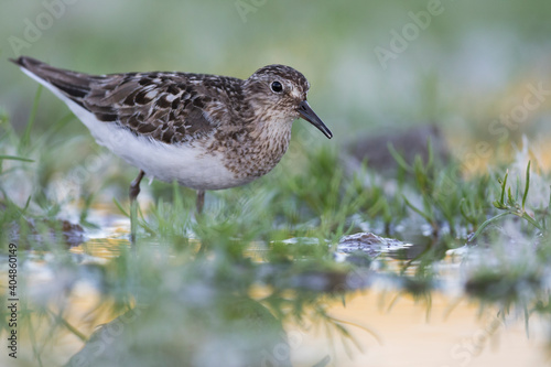 Temmincks Strandloper, Temminck's Stint, Calidris temminckii photo