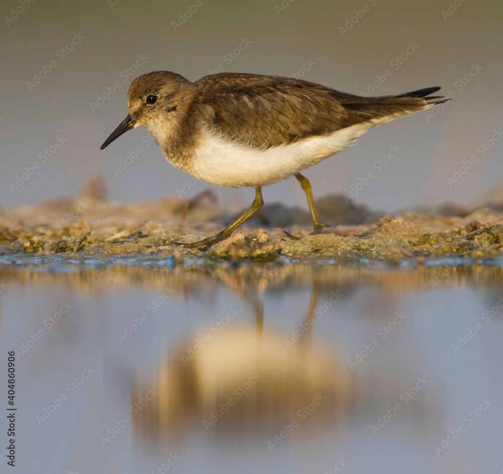 Temmincks Strandloper, Temminck's Stint, Calidris temminckii Temmincks Strandloper, Temminck's Stint, Calidris temminckii