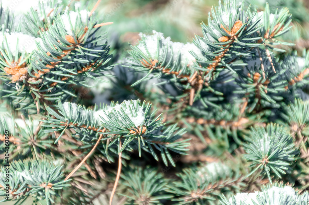 A branch of a blue spruce with snow on a blurred background. Snowy fir branch in winter. Christmas and winter concept. A branch of a blue spruce with snow on a blurred background. Snowy fir branch in winter. Christmas and winter concept.