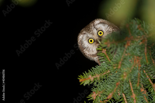 Ruigpootuil, Tengalm's Owl, Aegolius funereus © AGAMI