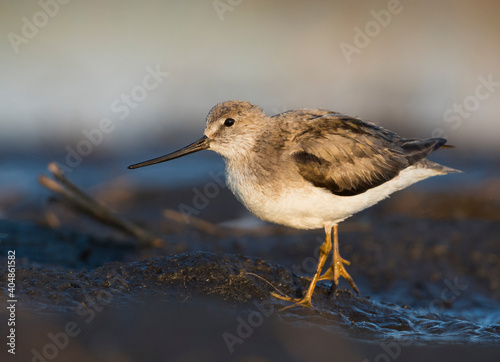 Terekruiter, Terek Sandpiper, Xenus cinereus photo