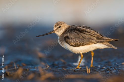 Terekruiter, Terek Sandpiper, Xenus cinereus photo