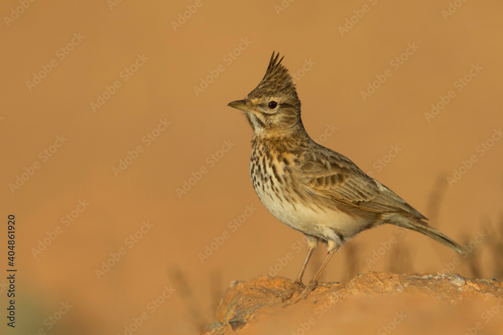 Theklaleeuwerik, Thekla Lark, Galeridae theklae theresae Theklaleeuwerik, Thekla Lark, Galeridae theklae theresae