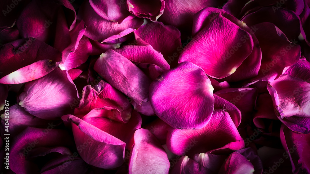purple rose petals background
