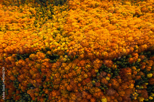 Fantastic aerial photography of the autumn forest in the mountains.