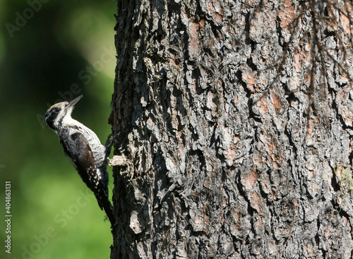 Drieteenspecht, Three-toed Woodpecker, Picoides tridactylus