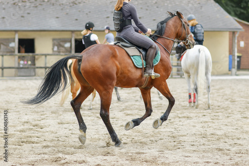 Horsewoman training on the brown hors at the court