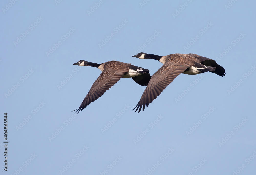 Fototapeta premium The Canada duck (Branta canadensis) is a large wild goose with a black head and neck, white cheeks, white under its chin, and a brown body.