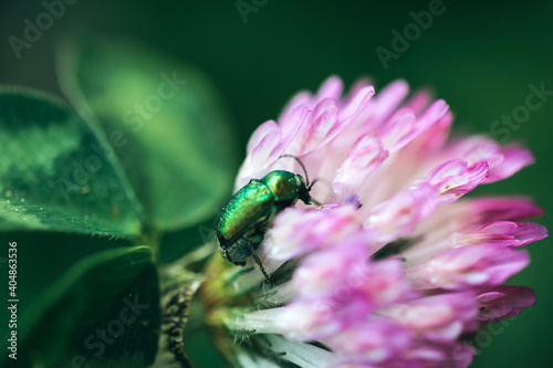 Petit scarabée vert qui grimpe sur fleur blanche et violette. Prise de vue en macro. photo