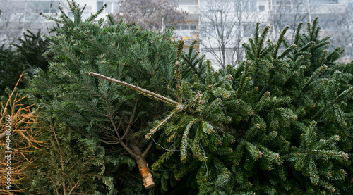 Christmas tree disposal: recycle or reuse.