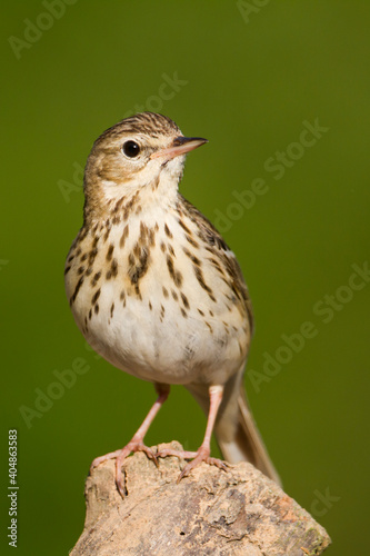 Boompieper, Tree Pipit, Anthus trivialis