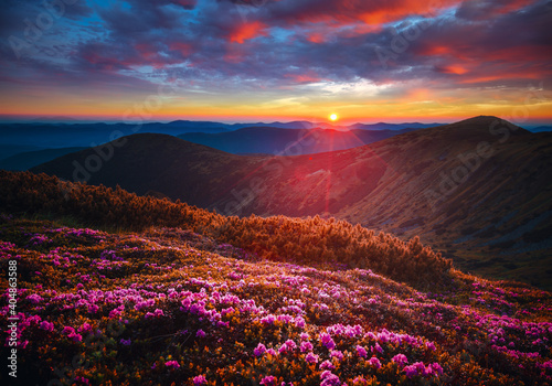 Perfect pink flowers rhododendrons at sunset. © Leonid Tit