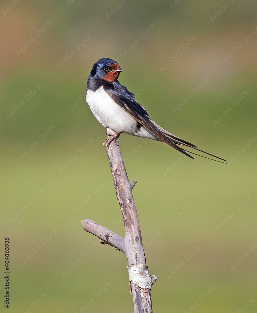 The barn swallow (Hirundo rustica) is the most widespread species of swallow in the world. The barn swallow (Hirundo rustica) is the most widespread species of swallow in the world.