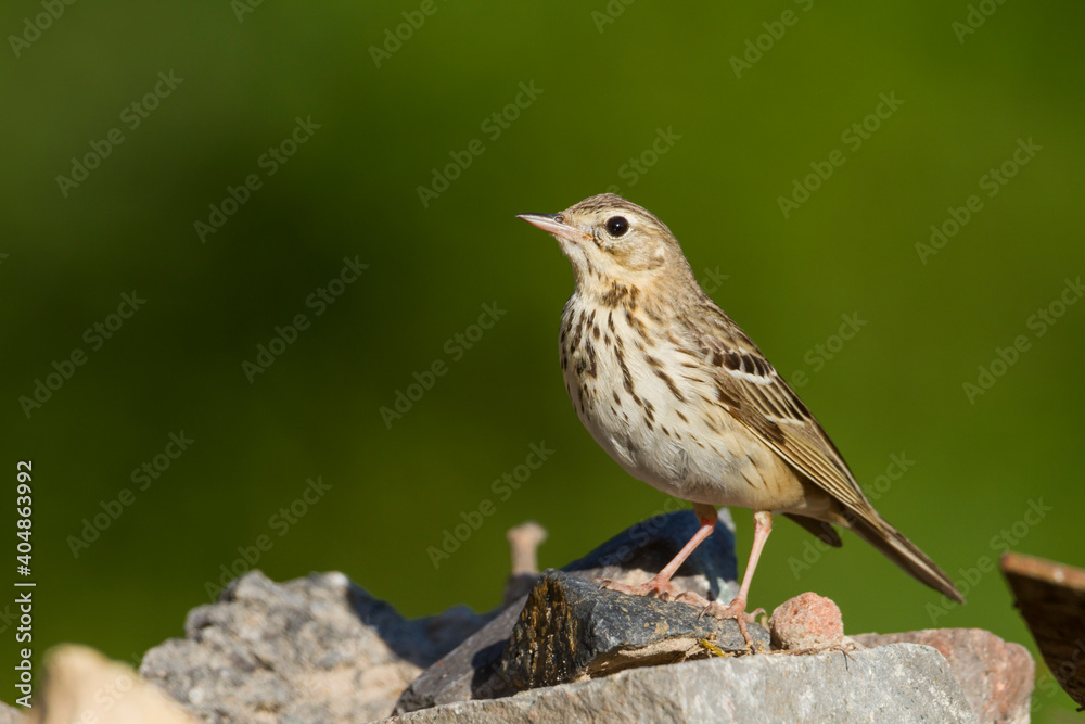 Boompieper, Tree Pipit, Anthus trivialis Boompieper, Tree Pipit, Anthus trivialis