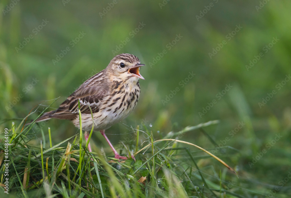 Boompieper, Tree Pipit, Anthus trivialis Boompieper, Tree Pipit, Anthus trivialis