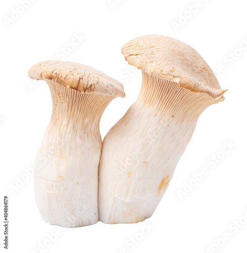 Edible mushroom isolated on a white background
