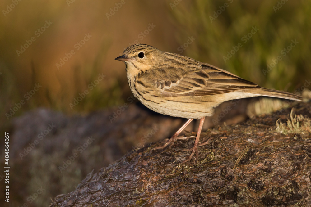 Boompieper, Tree Pipit, Anthus trivialis Boompieper, Tree Pipit, Anthus trivialis