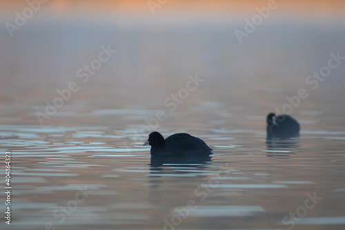 Pareja de fochas comunes (Fulica atra) nadando en un lago al amanecer photo