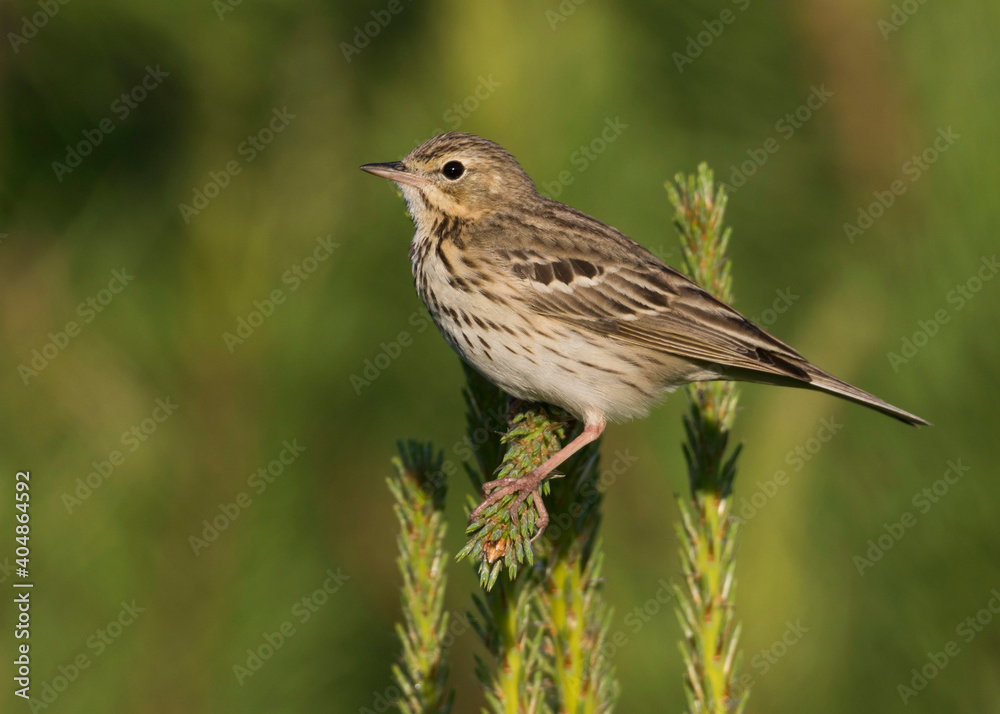 Boompieper, Tree Pipit, Anthus trivialis trivialis Boompieper, Tree Pipit, Anthus trivialis trivialis