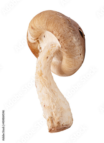 Edible mushroom isolated on a white background