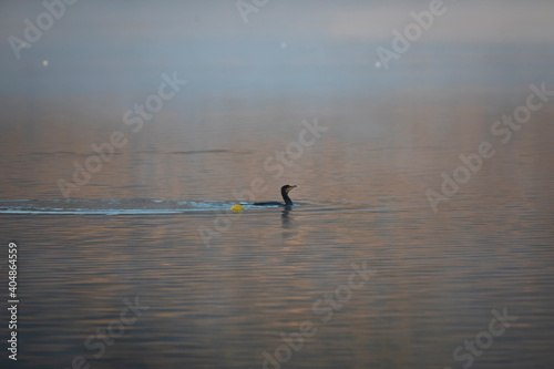 Cormorán grande (Phalacrocorax carbo) nadando en un lago al amanecer