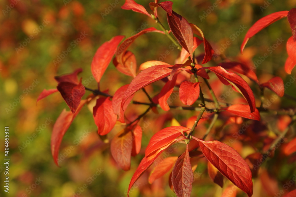 rote Herbstblätter
