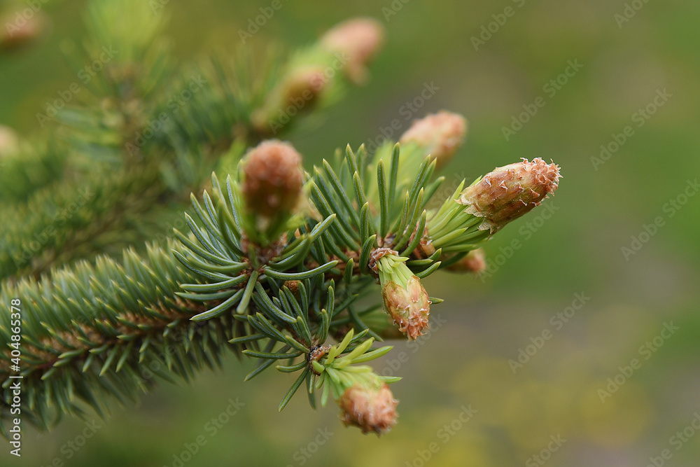 close up of pine cones close up of pine cones