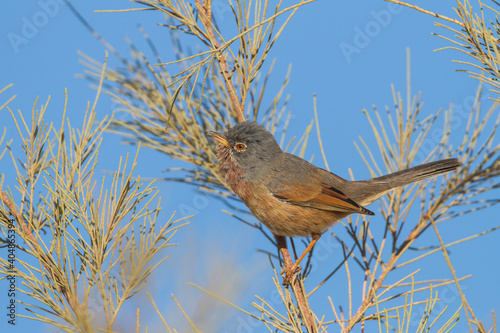 Atlasgrasmus, Tristram's Warbler, Sylvia deserticola photo