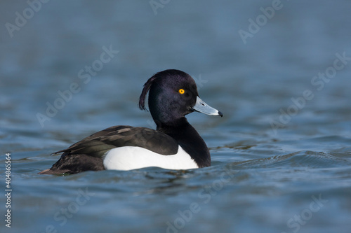 Kuifeend, Tufted Duck - Reiherente - Aythya fuligula