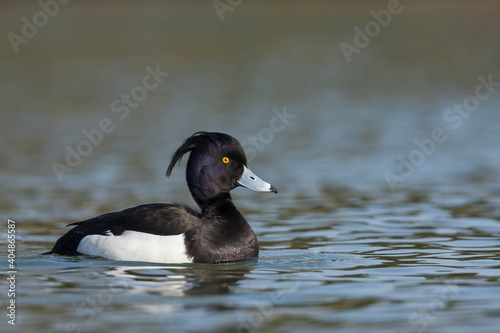 Kuifeend, Tufted Duck - Reiherente - Aythya fuligula photo