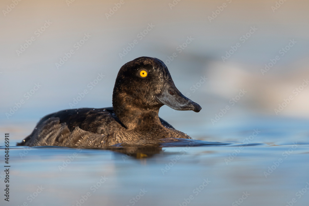 Fototapeta premium Kuifeend, Tufted Duck - Reiherente - Aythya fuligula