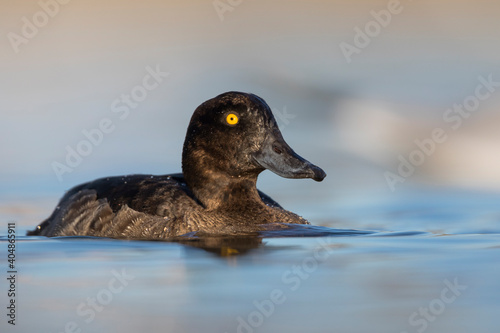 Kuifeend, Tufted Duck - Reiherente - Aythya fuligula photo