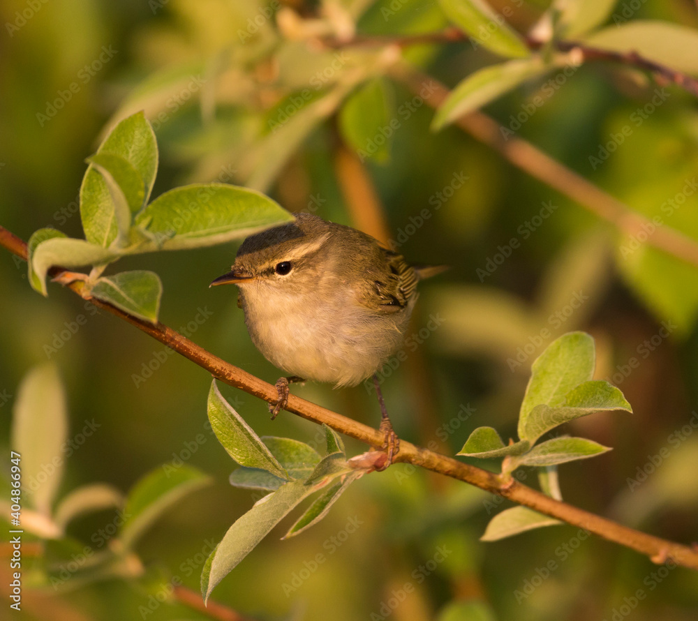 Two-barred Warbler, Phylloscopus plumbeitarsus Two-barred Warbler, Phylloscopus plumbeitarsus