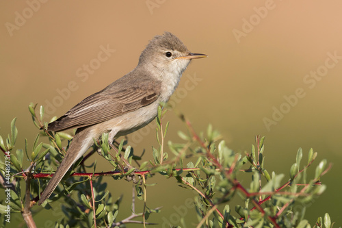 Grote Vale Spotvogel, Upcher's Warbler, Hippolais languida photo