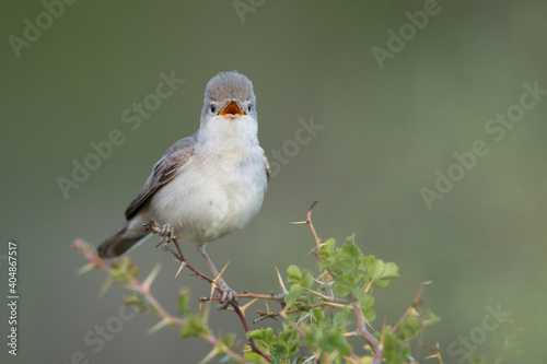 Grote Vale Spotvogel, Upcher's Warbler, Hippolais languida