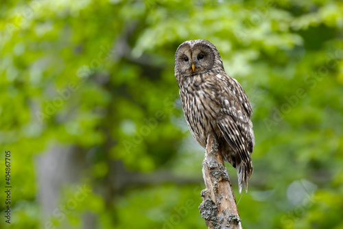 Oeraluil, Ural Owl, Strix uralensis photo