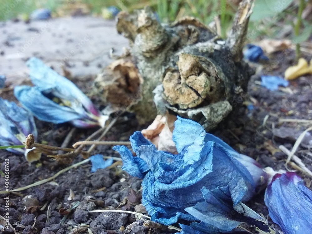 Obraz premium dried blue flowers and trunk