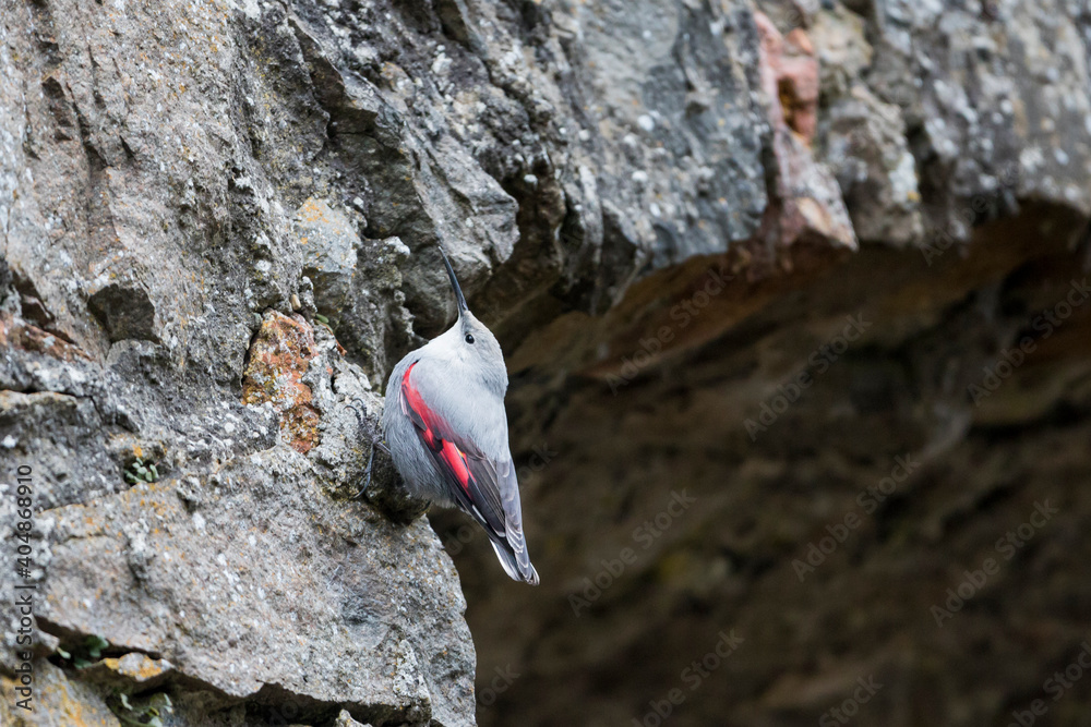 Rotskruiper, Wallcreeper, Tichodroma muraria