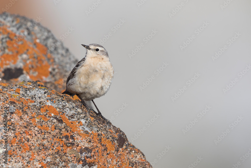 Fototapeta premium Waterpieper, Water Pipit, Anthus spinoletta blakistoni