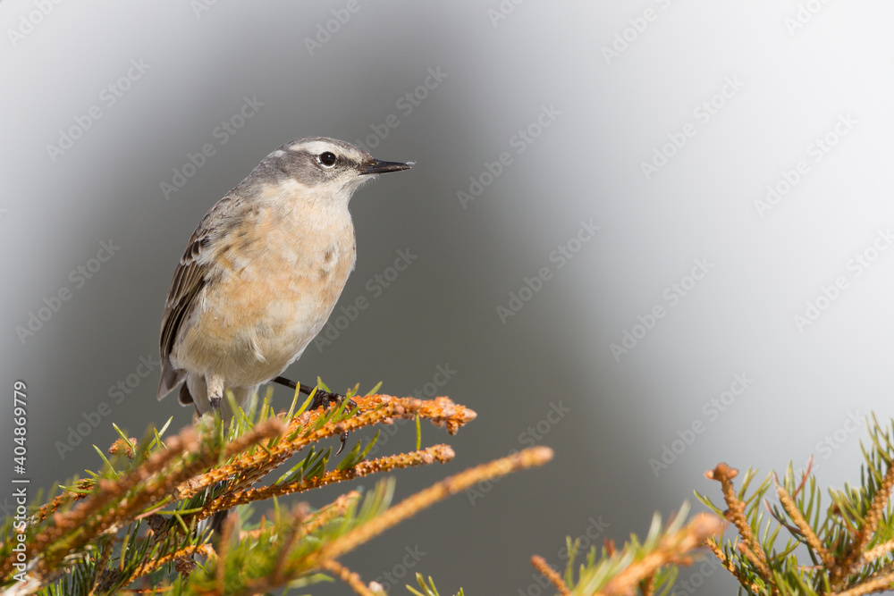 Waterpieper, Water Pipit, Anthus spinoletta spinoletta