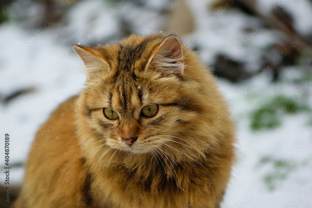 an adult cat sits on the ground in ice, winter weather, frost or March. home animal on the street. homeless cat. beautiful ginger cat on the snow in the village, close-up