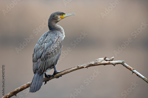 A great cormorant  Phalacrocorax carbo  resting on a branch after a swim at a lake.