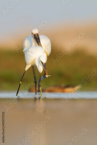 Western Reef-Egret; Egretta gularis ssp. schistacea photo