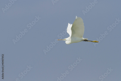 Western Reef-Egret; Egretta gularis ssp. schistacea photo