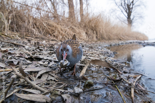 Waterral, Water Rail, Rallus aquaticus photo