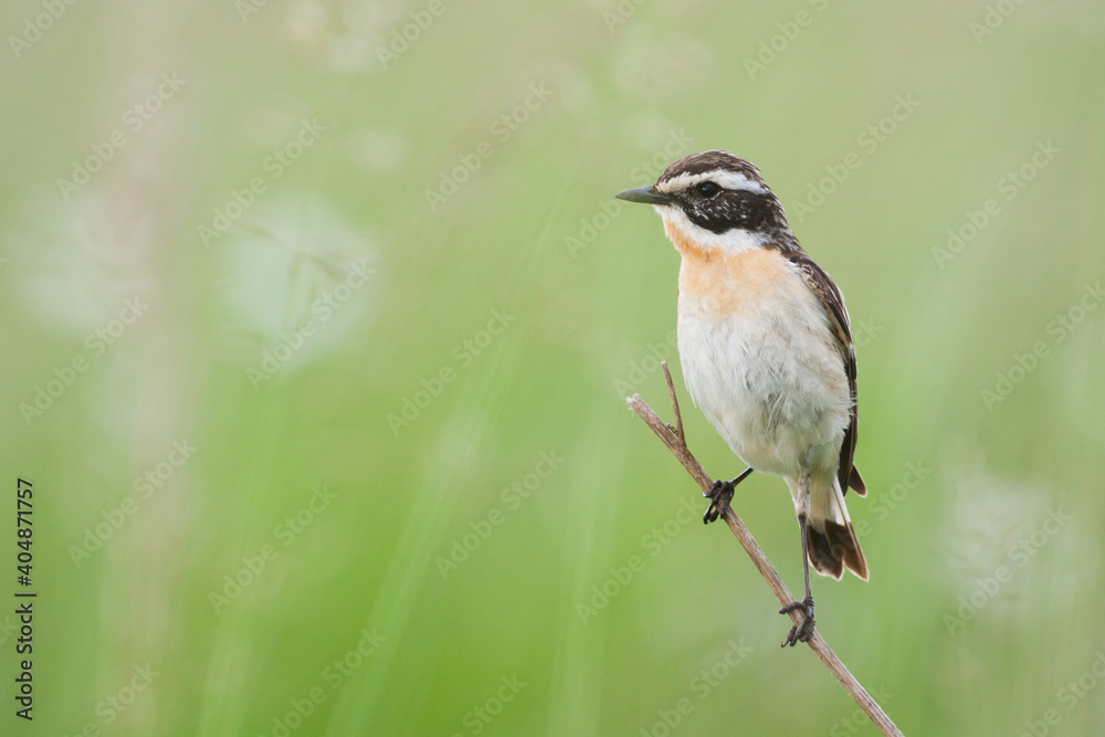 Fototapeta premium Whinchat, Paapje, Saxicola rubetra