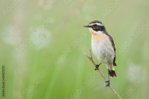 Whinchat, Paapje, Saxicola rubetra